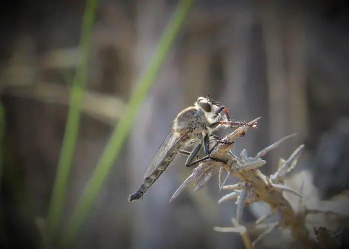 Joy Bed and breakfast 2*