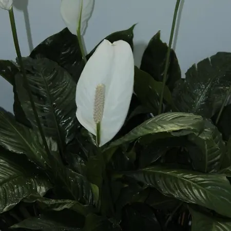 Joy Oda ve Kahvaltı