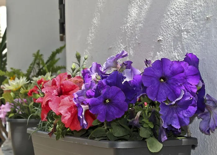 Joy Bed & Breakfast Torremolinos