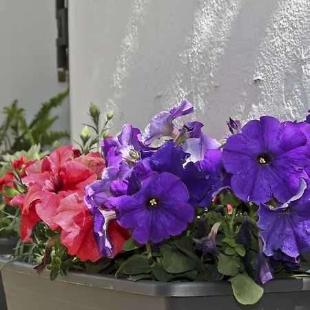Joy Bed & Breakfast Torremolinos