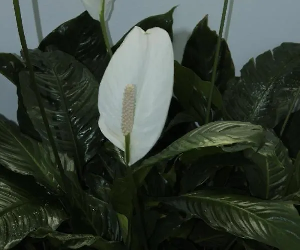 Joy Alojamento de Acomodação e Pequeno-almoço